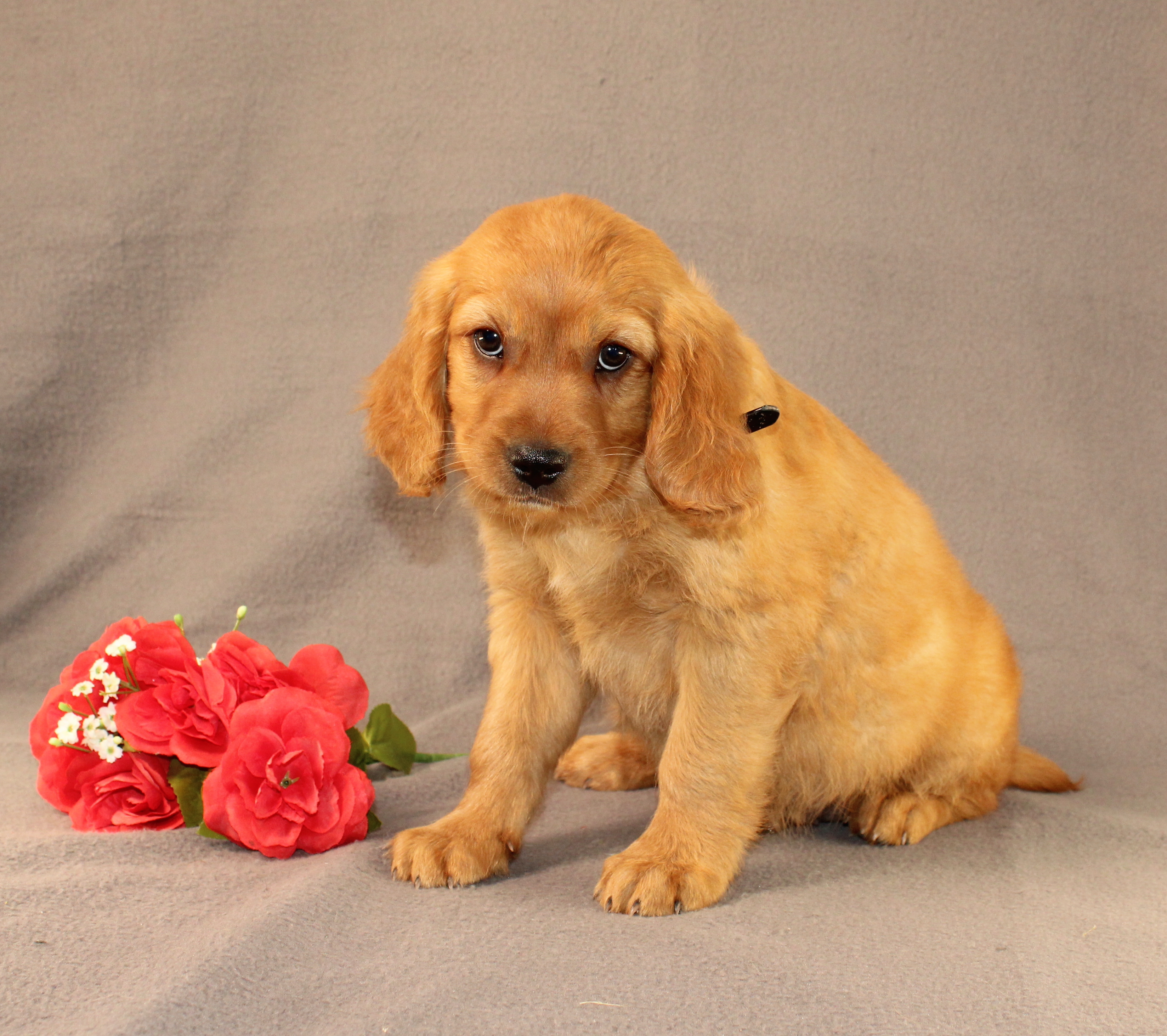 puppy, for, sale, Miniature Golden Retriever, Ivan J. Stoltzfus, dog, breeder, Dornsife, PA, dog-breeder, puppy-for-sale, forsale, nearby, find, puppyfind, locator, puppylocator, aca